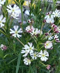 Night Phlox