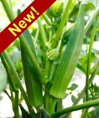 Jambalaya Okra 