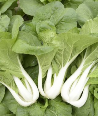 Pak Man Pak choi