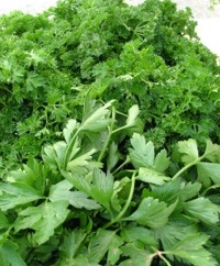 Parsley