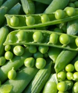 Wando Shelling Pea