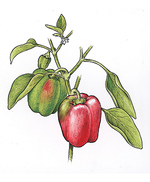 Peppers and Onions...and Raisins