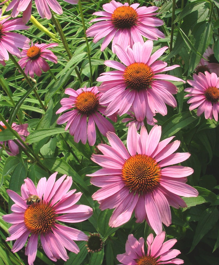 Perennial Flowers