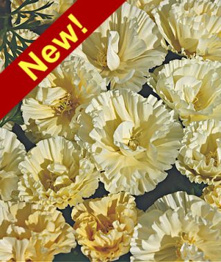 Cream Swirl California Poppy