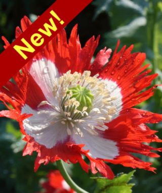 Danish Flag Poppy 