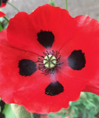 Ladybird Poppy