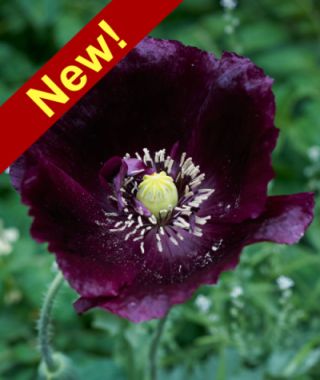 Midnight Poppy 