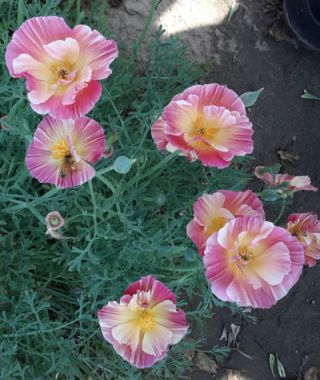 Rosa Romantica California Poppy
