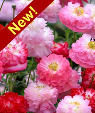 The Supreme Shirley Poppy Mixture 