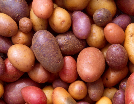 Gourmet Mini Tuber Growing Instructions