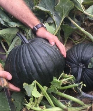 Dark Knight Pumpkin