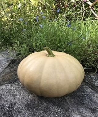 Long Island Cheese Pumpkin