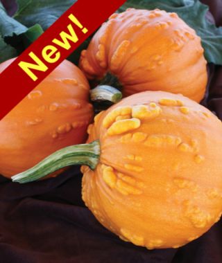 Toad Pumpkin 