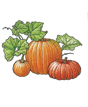 Homemade Pumpkin Purée