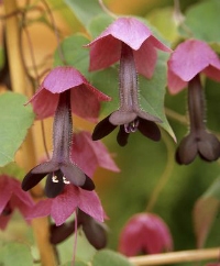 Purple Bell Vine