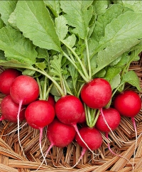 Radishes