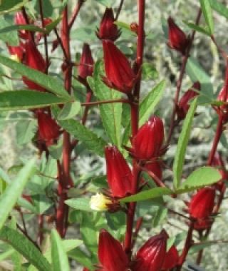 Roselles