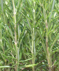Rosemary