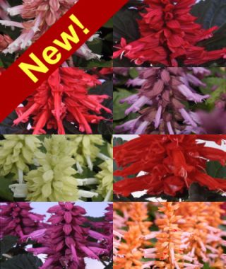 The Amore Salvia Mixture 