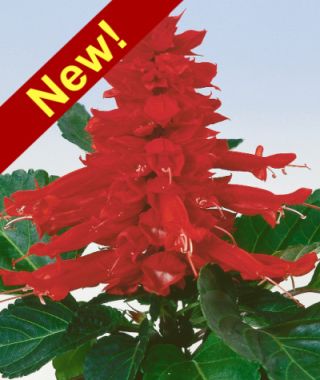 Amore Scarlet Salvia 