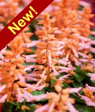 Amore Salmon Salvia