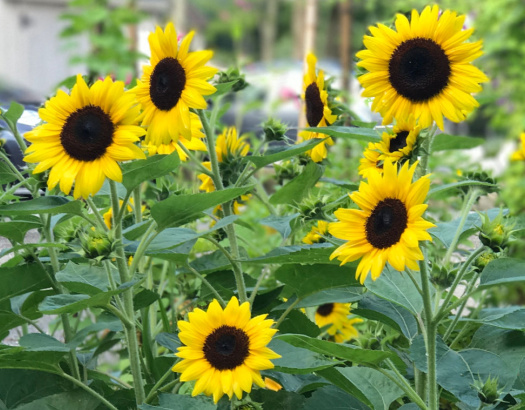 Seed Blog