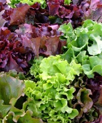 Salad Greens