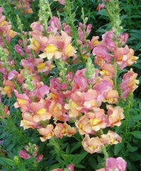 Snapdragons