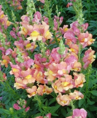 Snapdragons