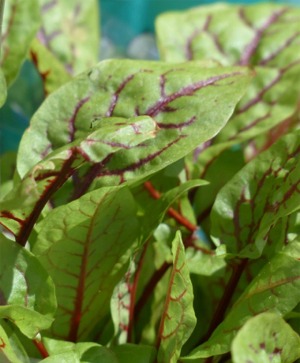 Sorrel