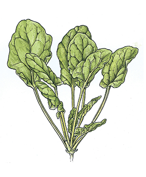 Creamed Spinach