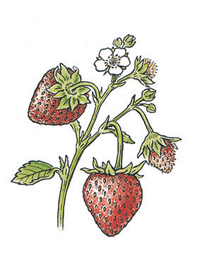 Strawberry Simple Syrup