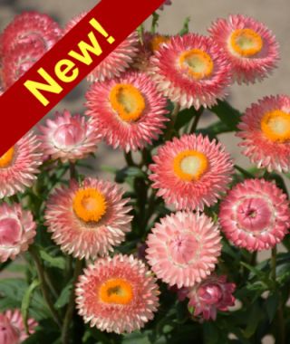 The Salmon Shades Strawflower Mixture 