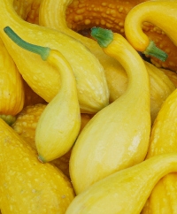 Yellow-Type Summer Squash