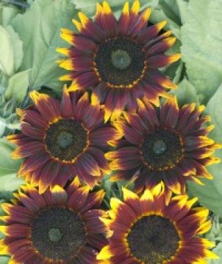 Shock-o-Lat Sunflower