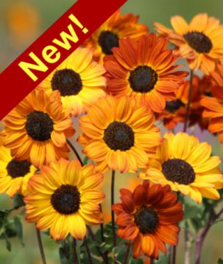Soluna Bronze Sunflower 