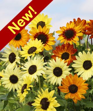 The Soluna Sunflower Mixture 
