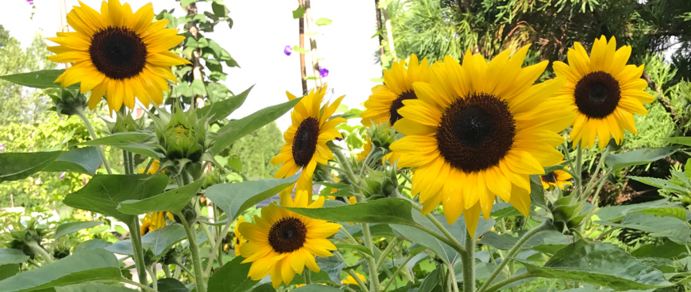 The 10 Easiest Flowers to Grow from Seeds