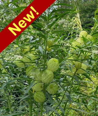Swan Plant 