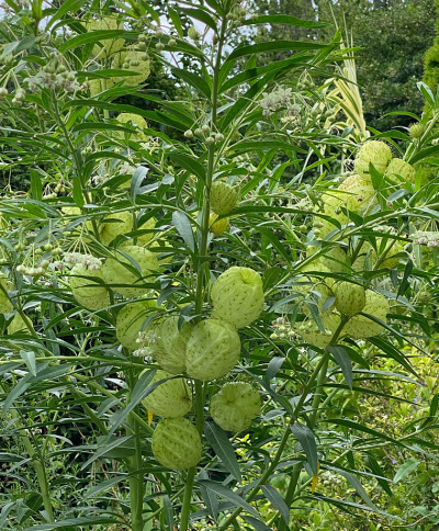 Swan Plant