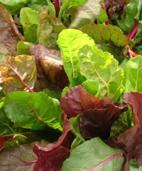 Swiss Chard