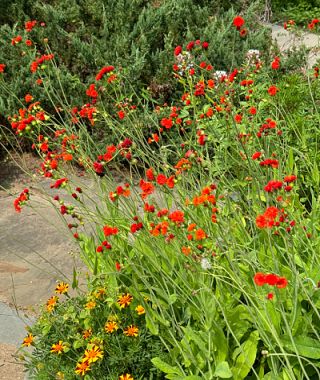 Red Tassel Flower 