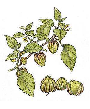 Jo's Roasted Tomatillo Sauce