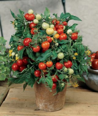 Micro Tom Cherry Tomato 