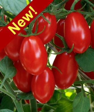 Sweet Hearts Grape Tomato 