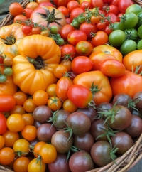 Tomatoes