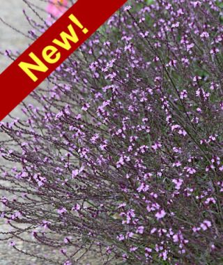 Bampton Verbena 