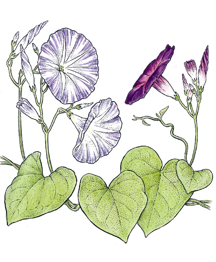 Vining Flowers