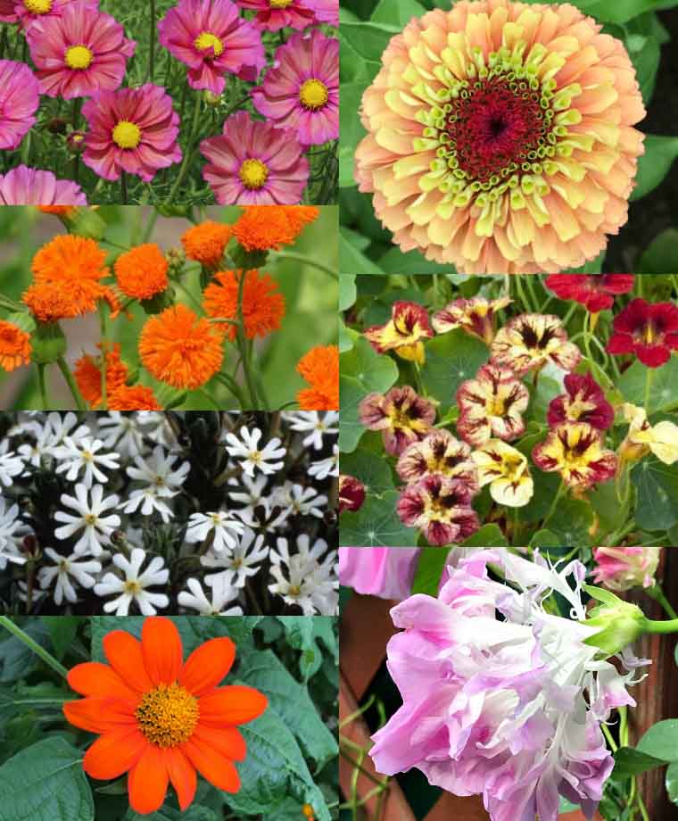 Website Specials