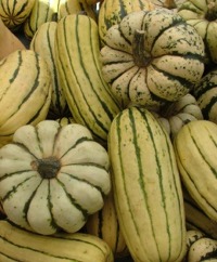 Winter Squash